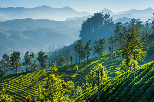 Darjeeling On Mountain