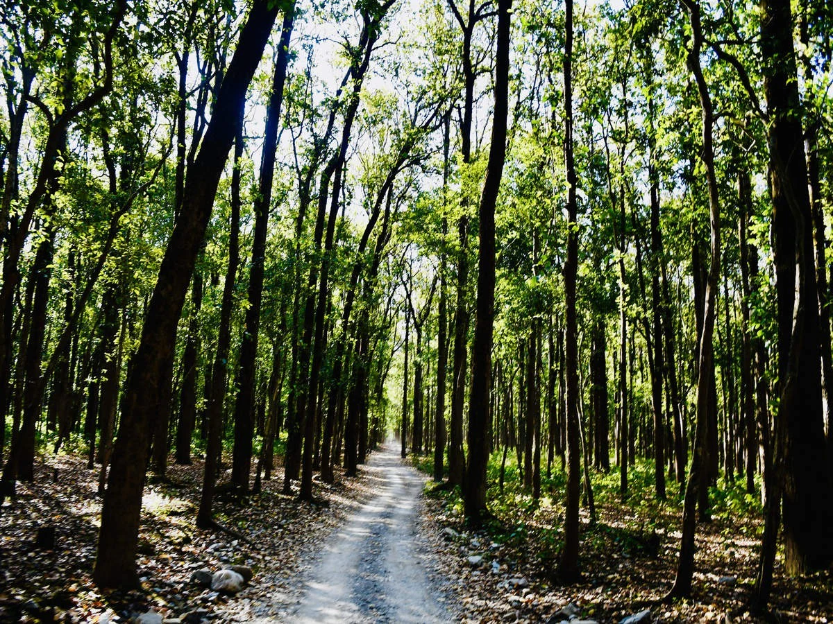 Jim Corbett National Park Tours