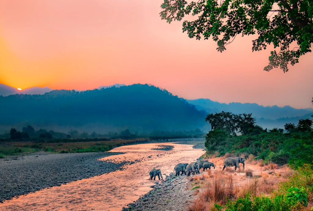 Jim Corbett National Park Tours