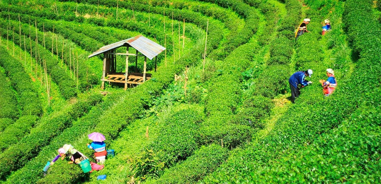 Walk Through Tea Gardens