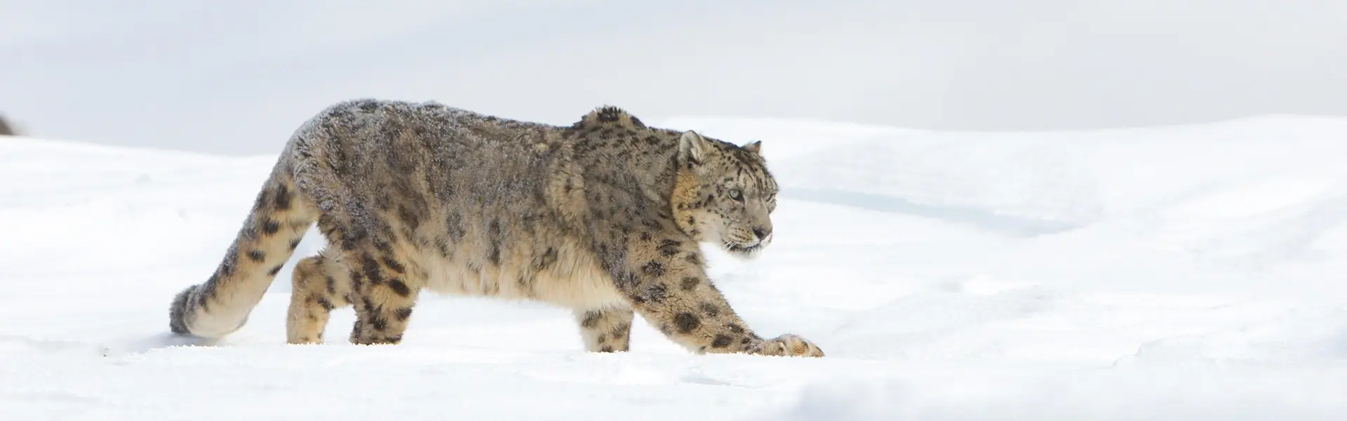 13 Days Snow Leopard Trekking Tour Package
