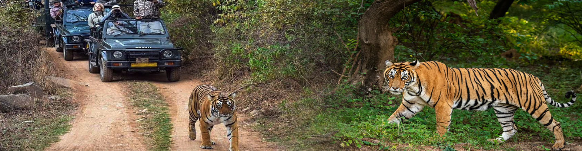 Wildlife