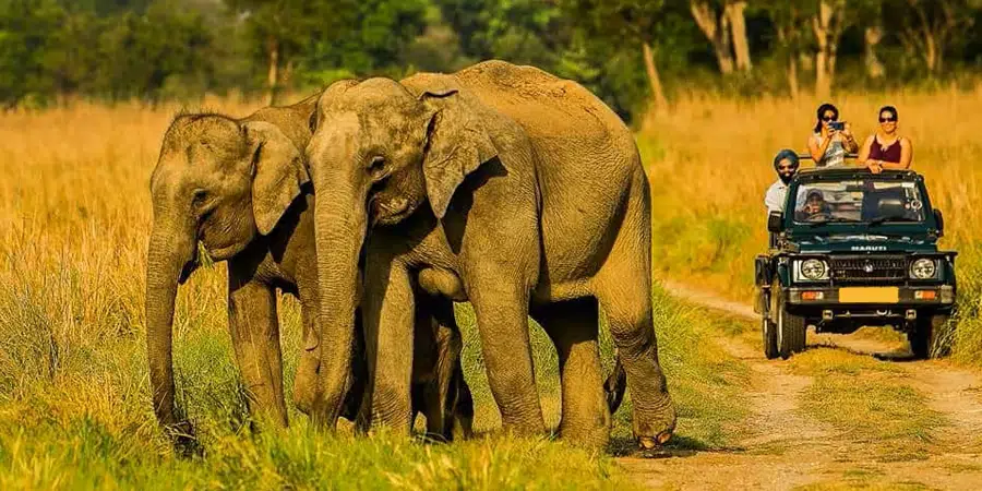 Jim Corbett National Park: Wildlife & Nature Adventure