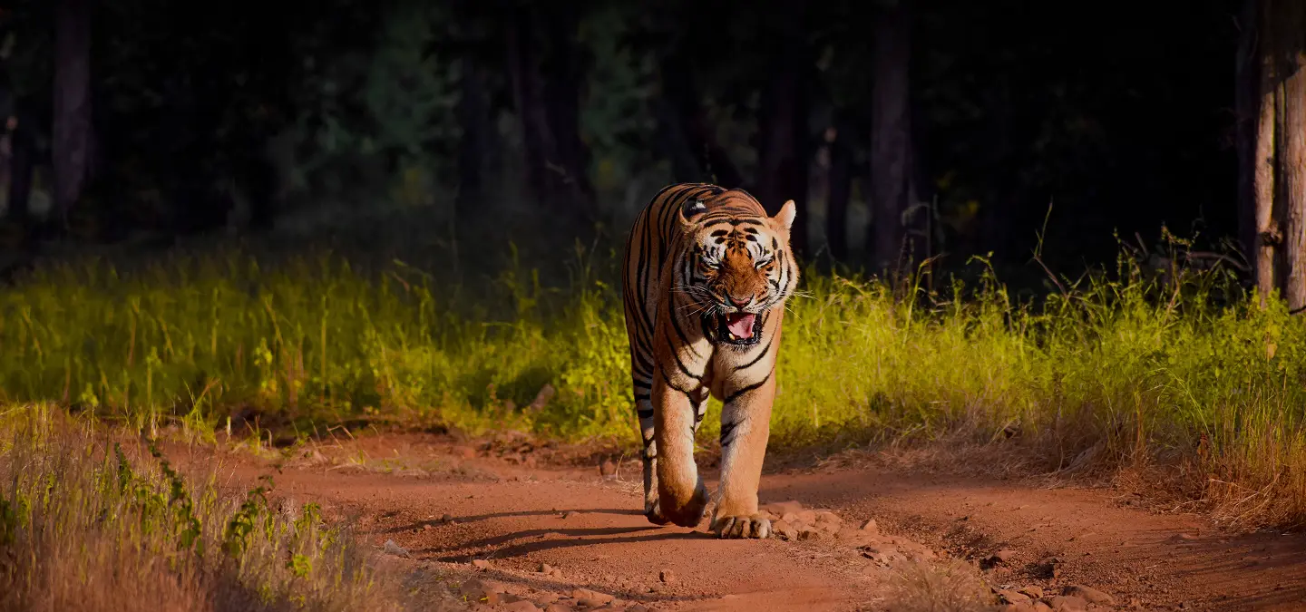 3 Days Jim Corbett Tour Package from Delhi