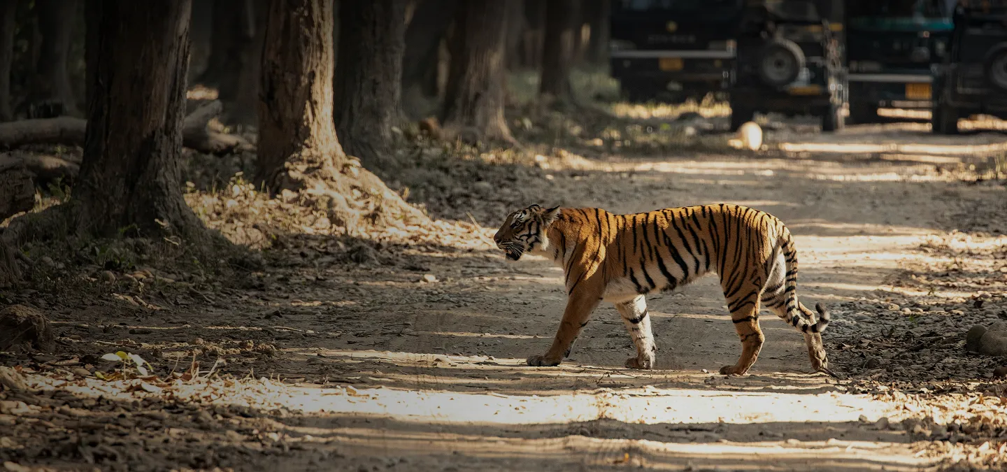 10 Days Jim Corbett Wildlife Tour Package